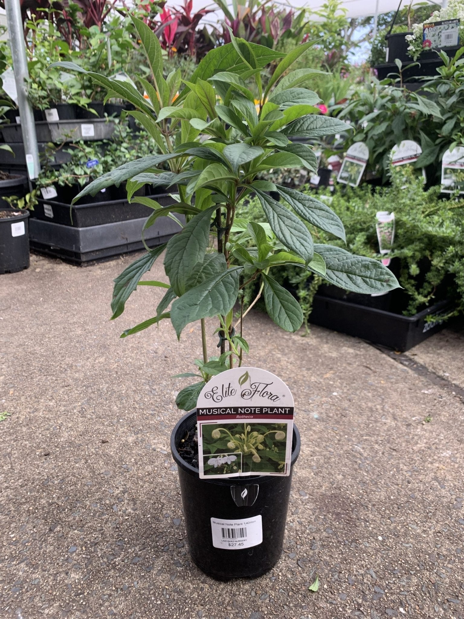 Rotheca incisa (Musical Note Plant) - Ladybird Nursery
