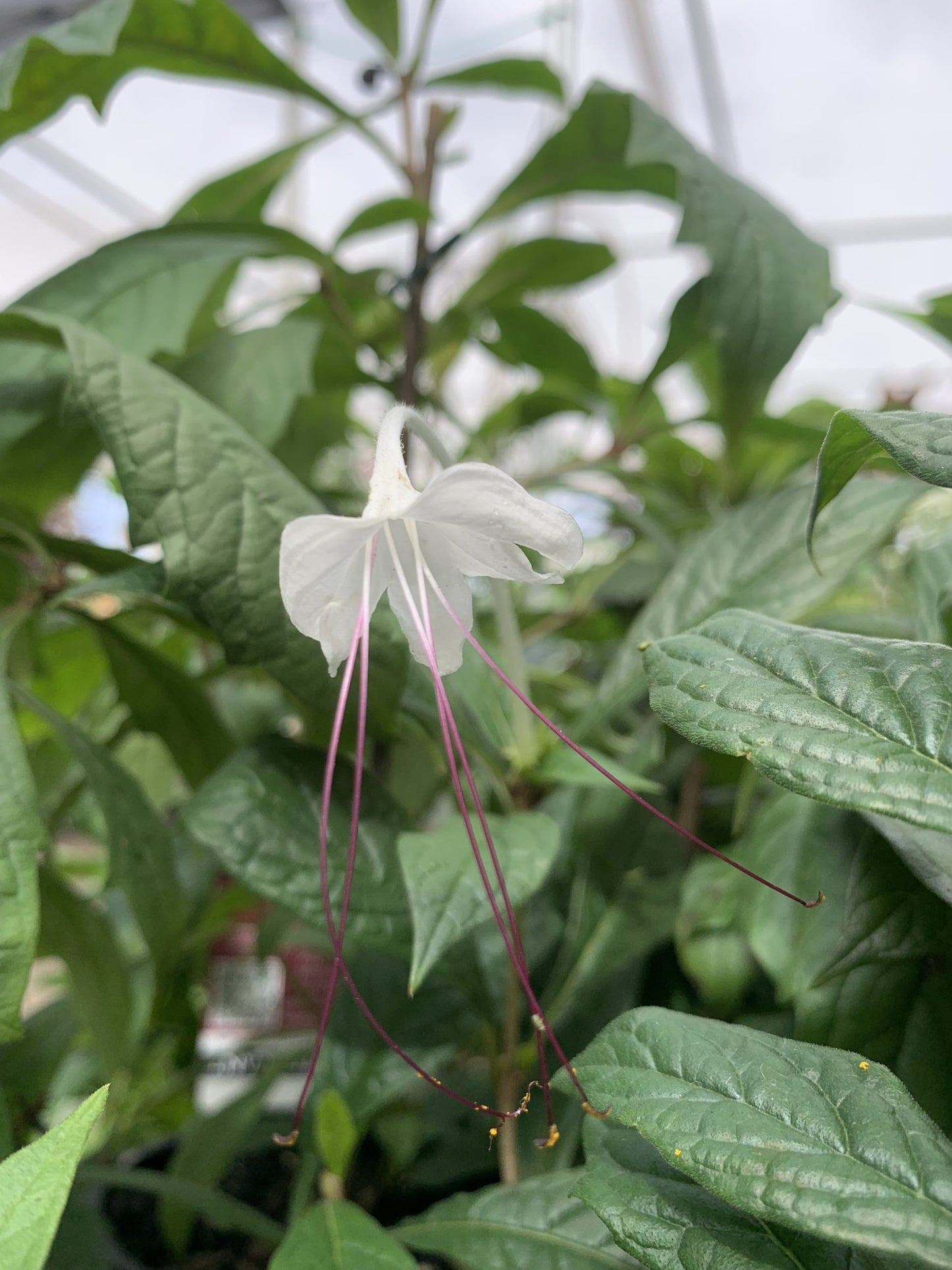 Rotheca incisa (Musical Note Plant)