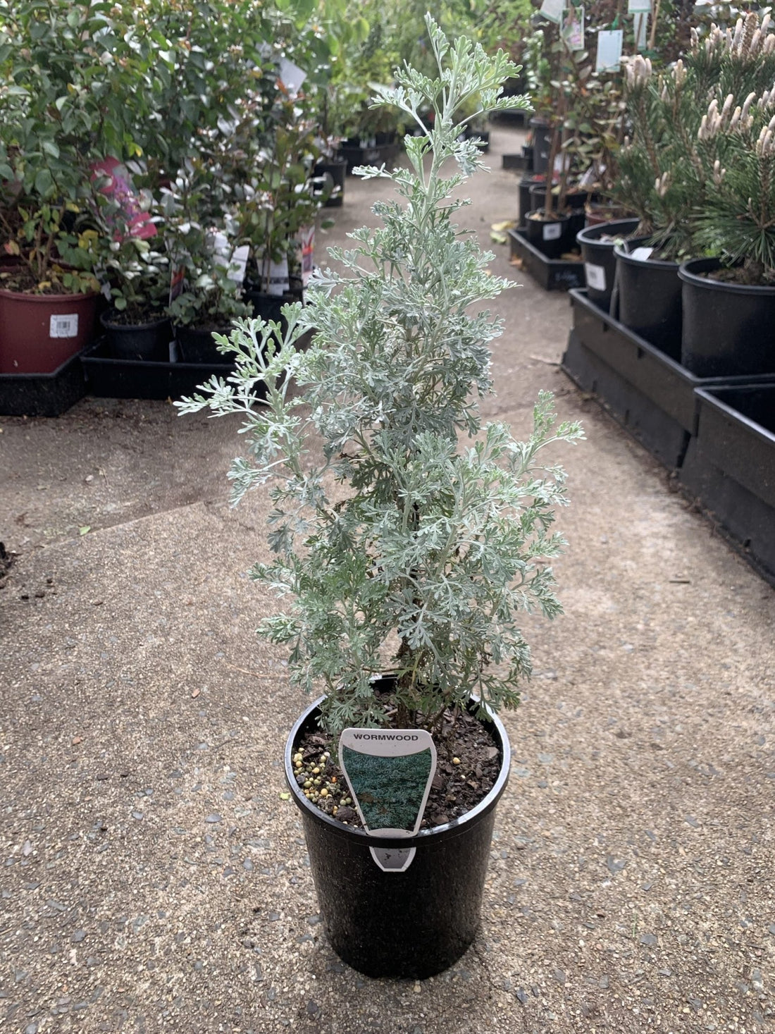 Wormwood (Artemisia absinthium) - Ladybird Nursery