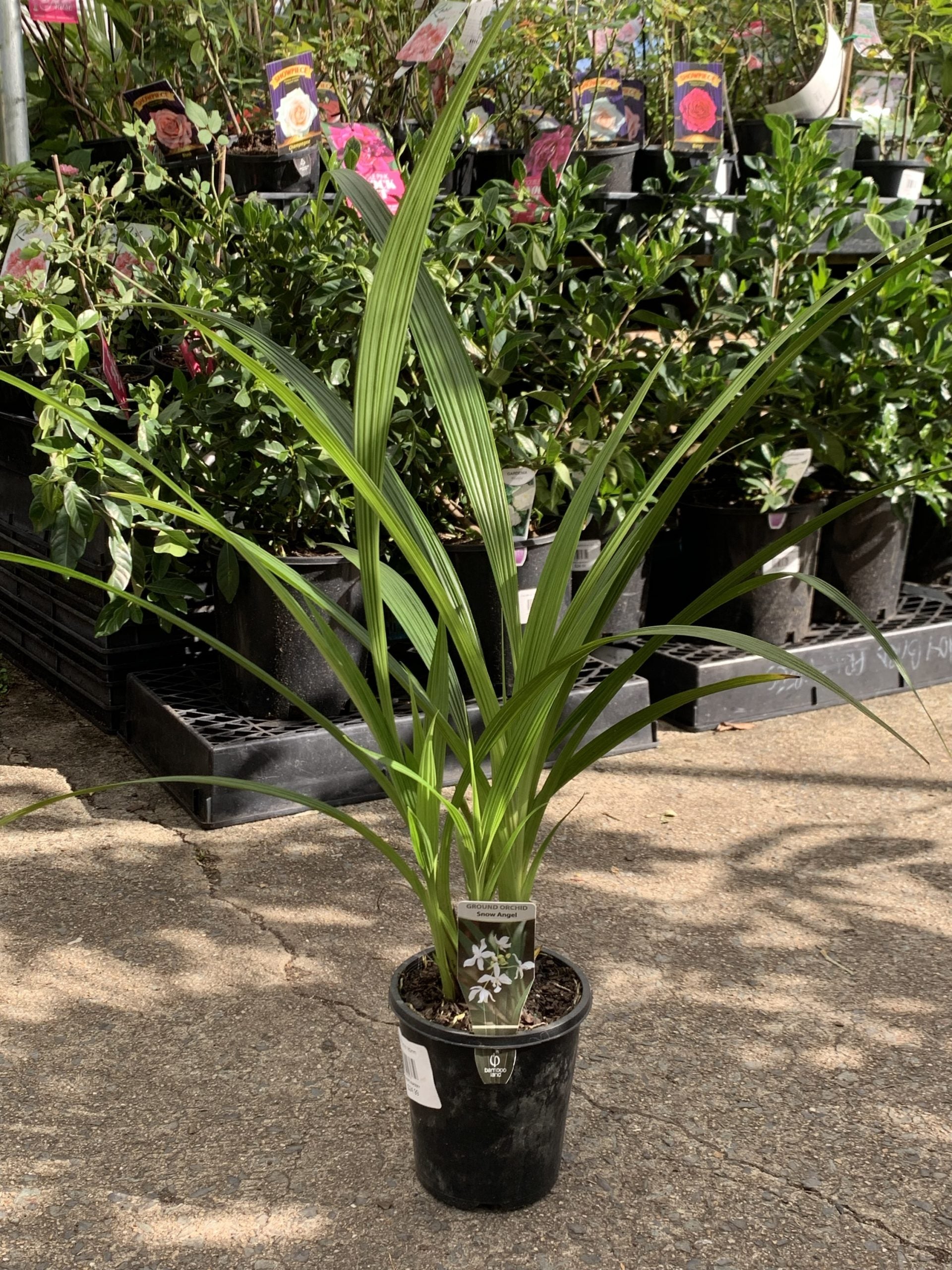Ground Orchid Snow Angel (Spathoglottis plicata)