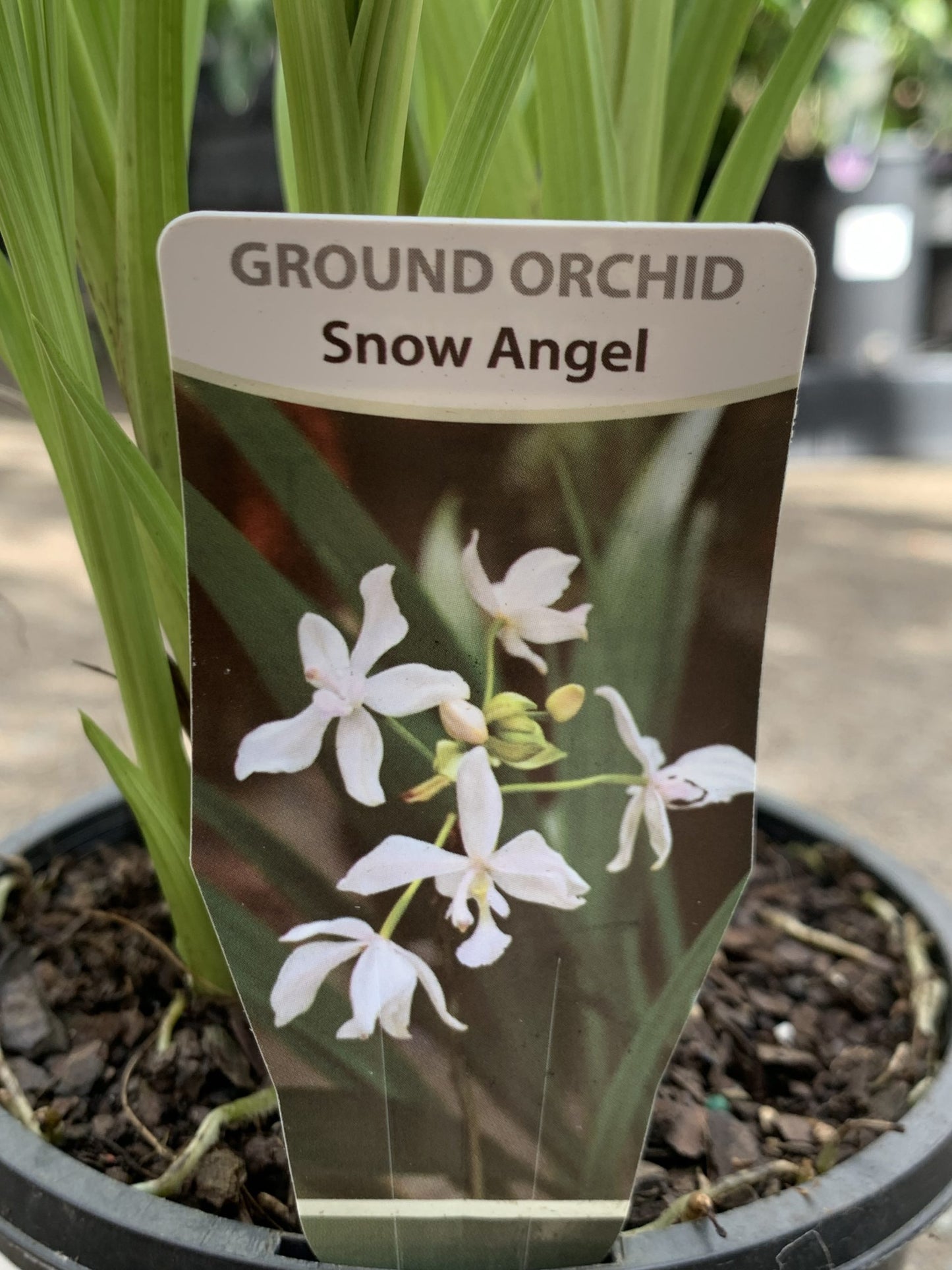 Ground Orchid Snow Angel (Spathoglottis plicata)