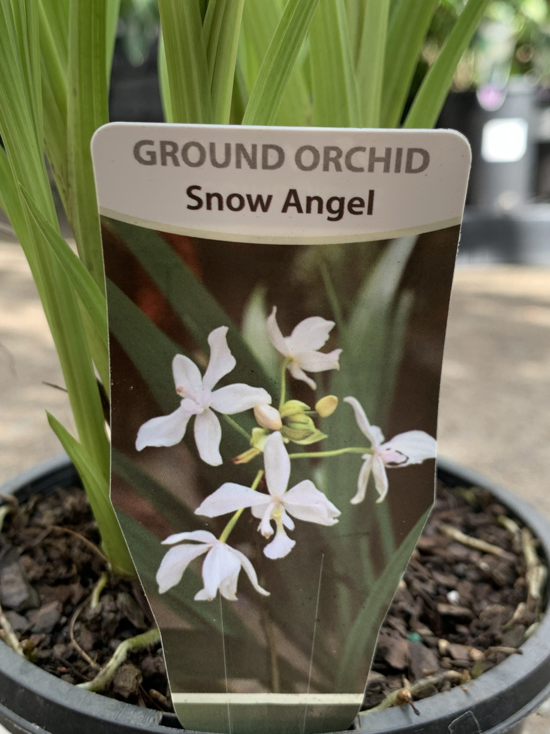 Ground Orchid Snow Angel (Spathoglottis plicata)