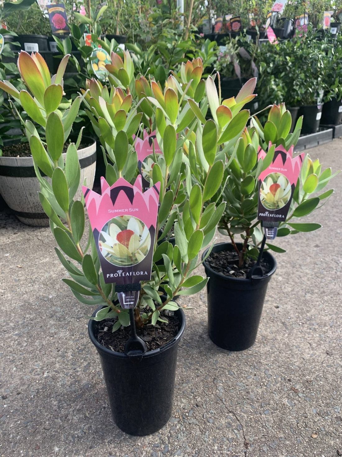 Leucadendron Summer Sun - Ladybird Nursery