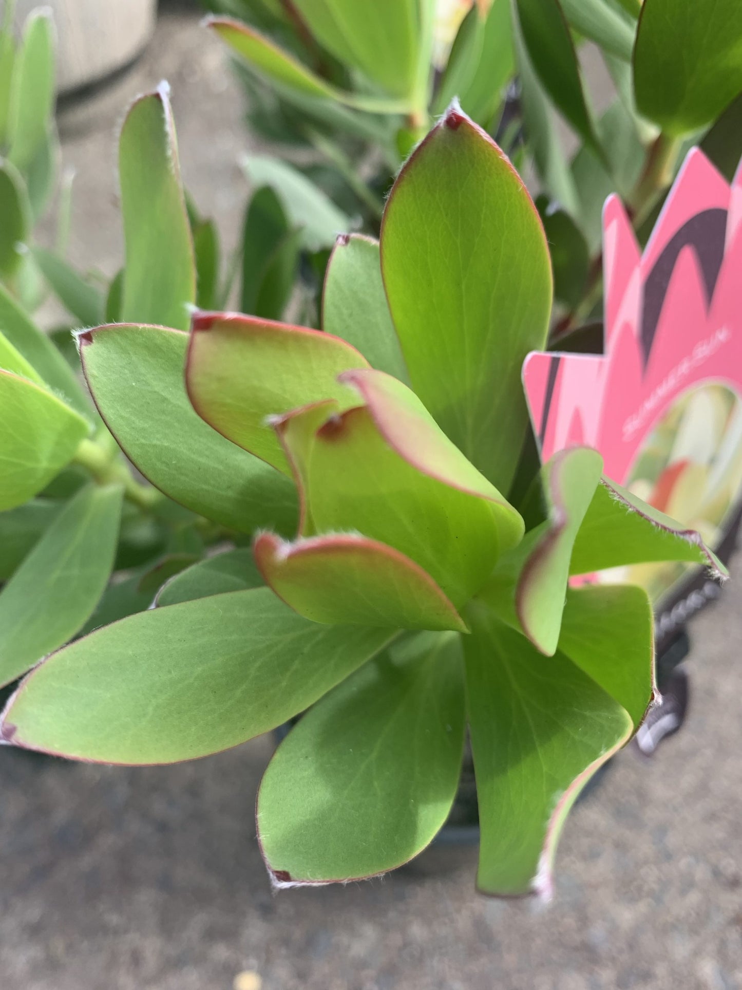 Leucadendron Summer Sun