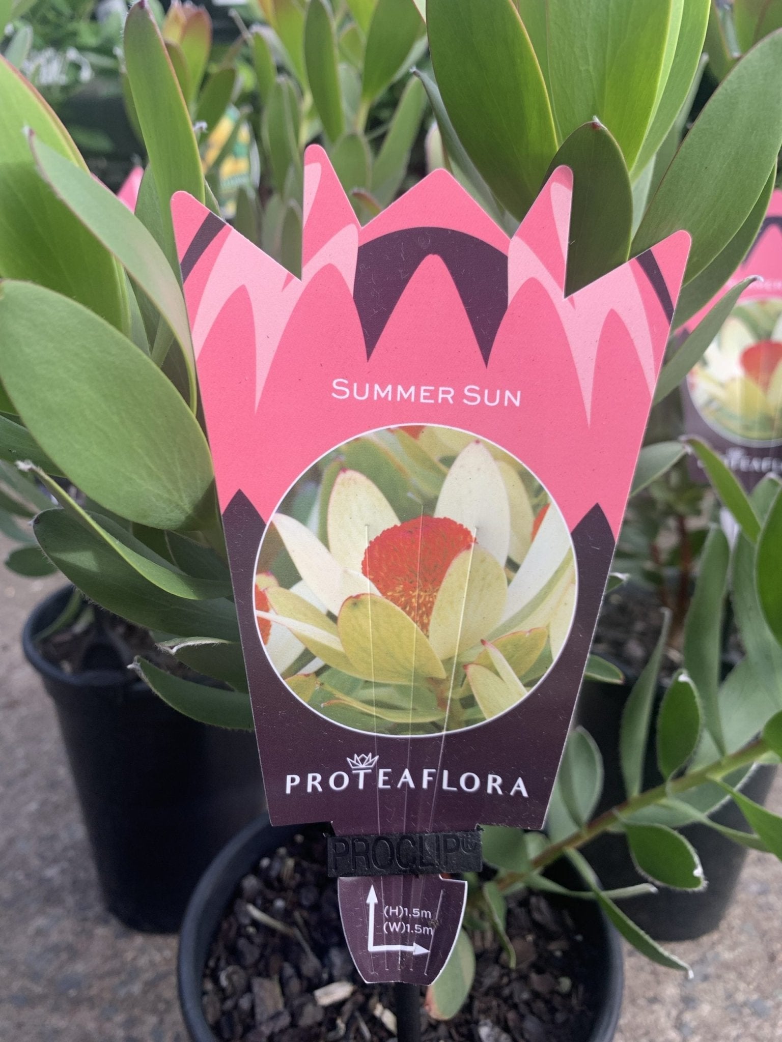 Leucadendron Summer Sun - Ladybird Nursery