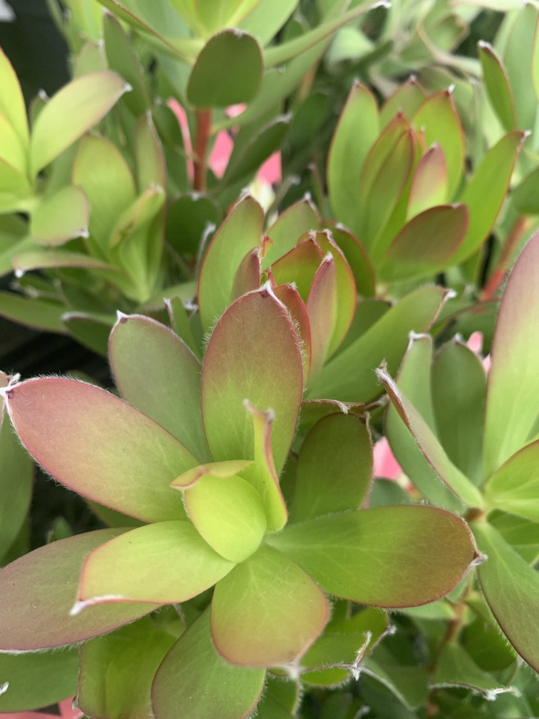 Leucadendron Summer Sun - Ladybird Nursery