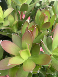 Leucadendron Summer Sun - Ladybird Nursery