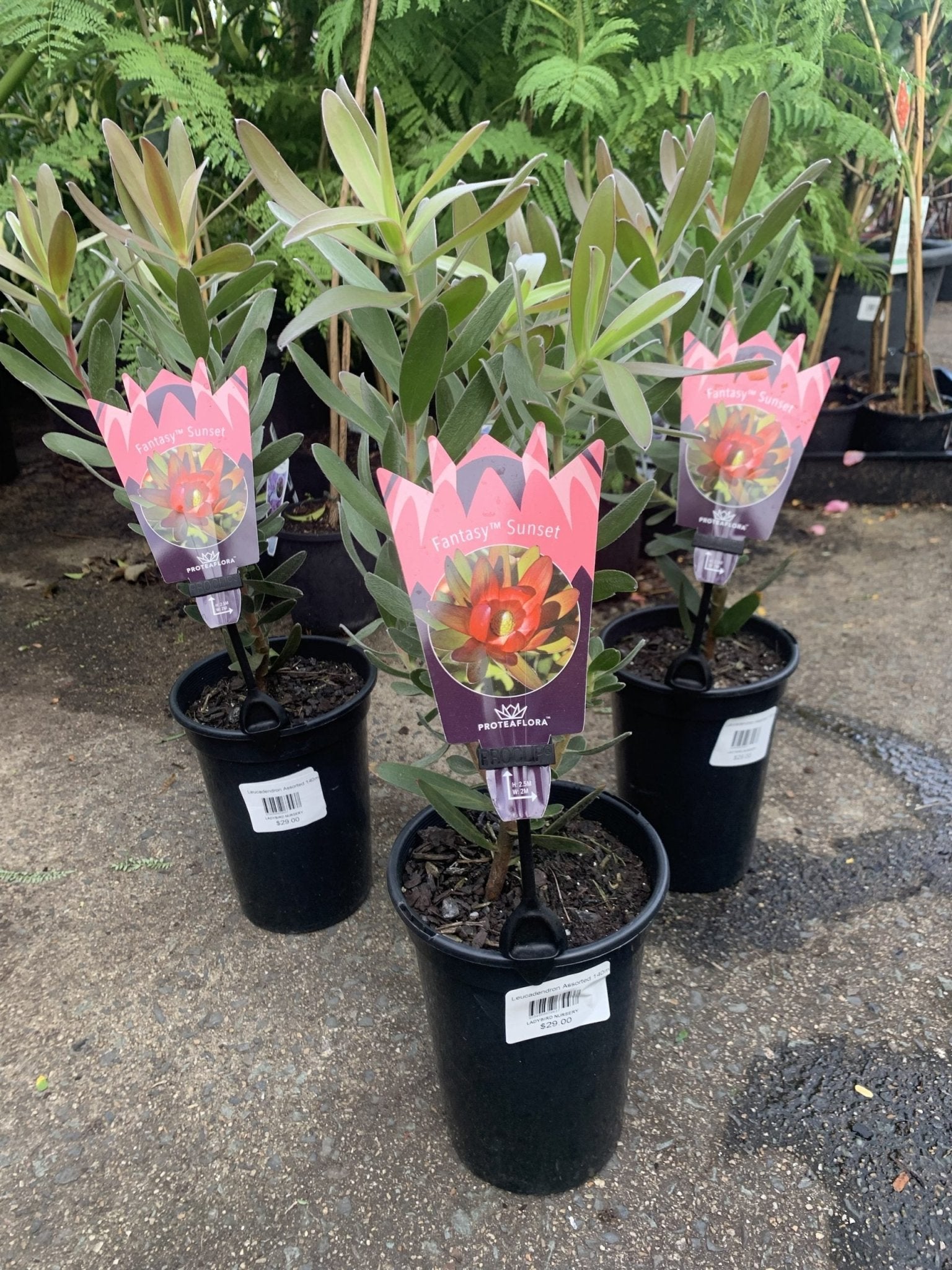 Leucadendron Fantasy Sunset - Ladybird Nursery