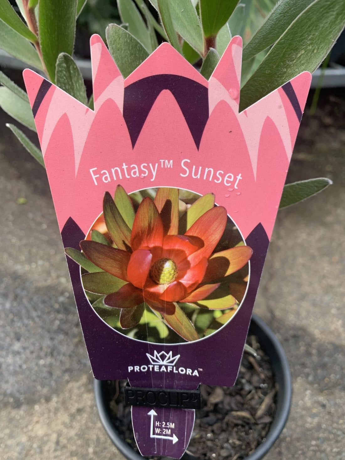 Leucadendron Fantasy Sunset - Ladybird Nursery