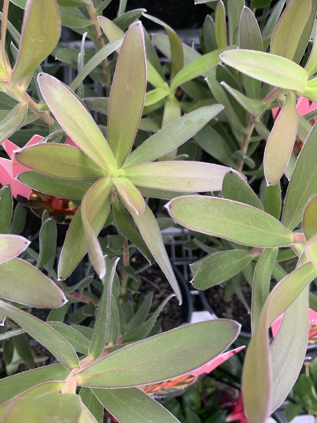 Leucadendron Fantasy Sunset - Ladybird Nursery