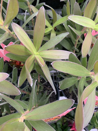 Leucadendron Fantasy Sunset - Ladybird Nursery