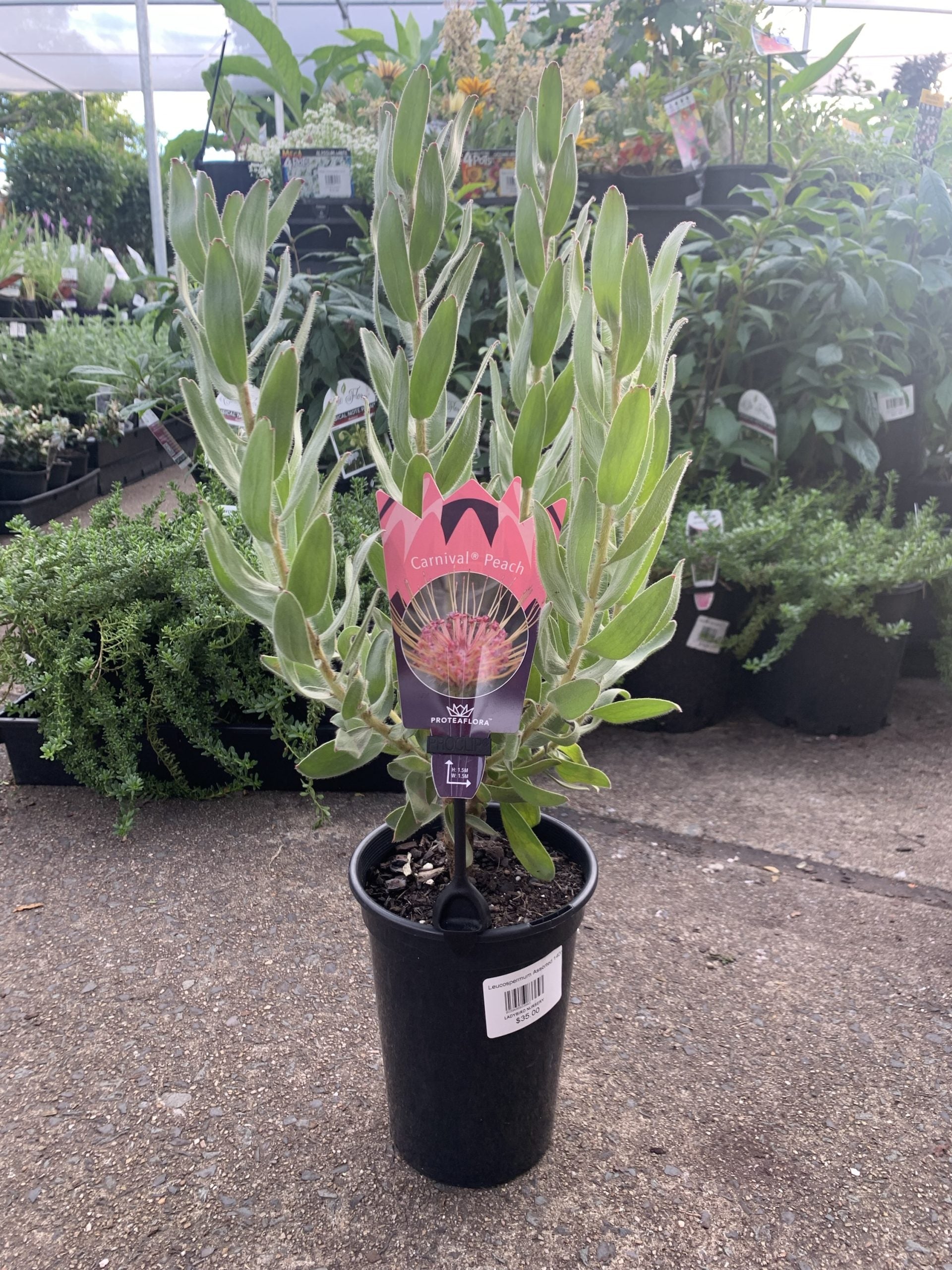 Leucospermum Carnival Peach