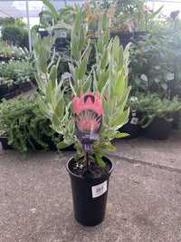 Leucospermum Carnival Peach