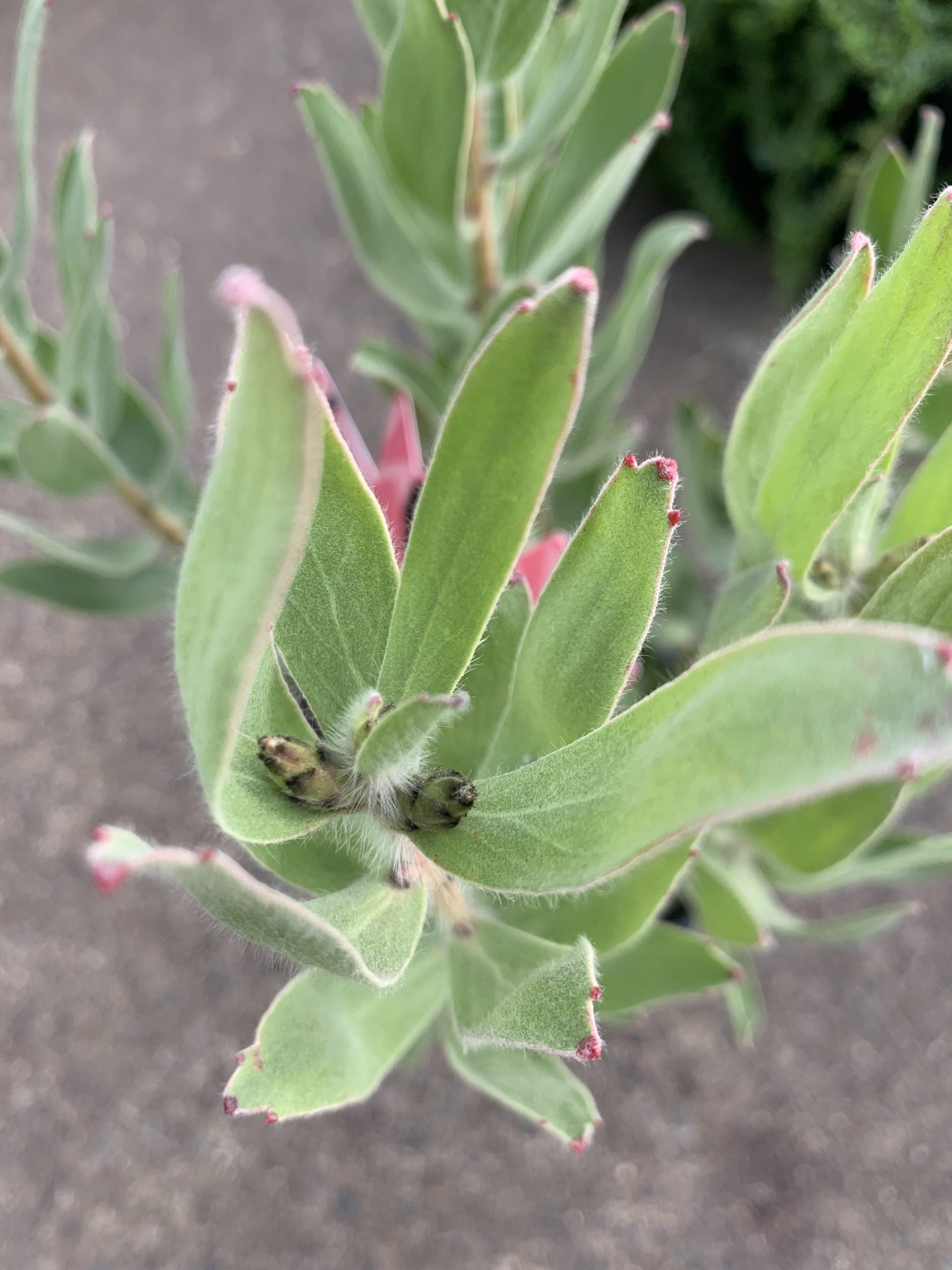 Leucospermum Carnival Peach