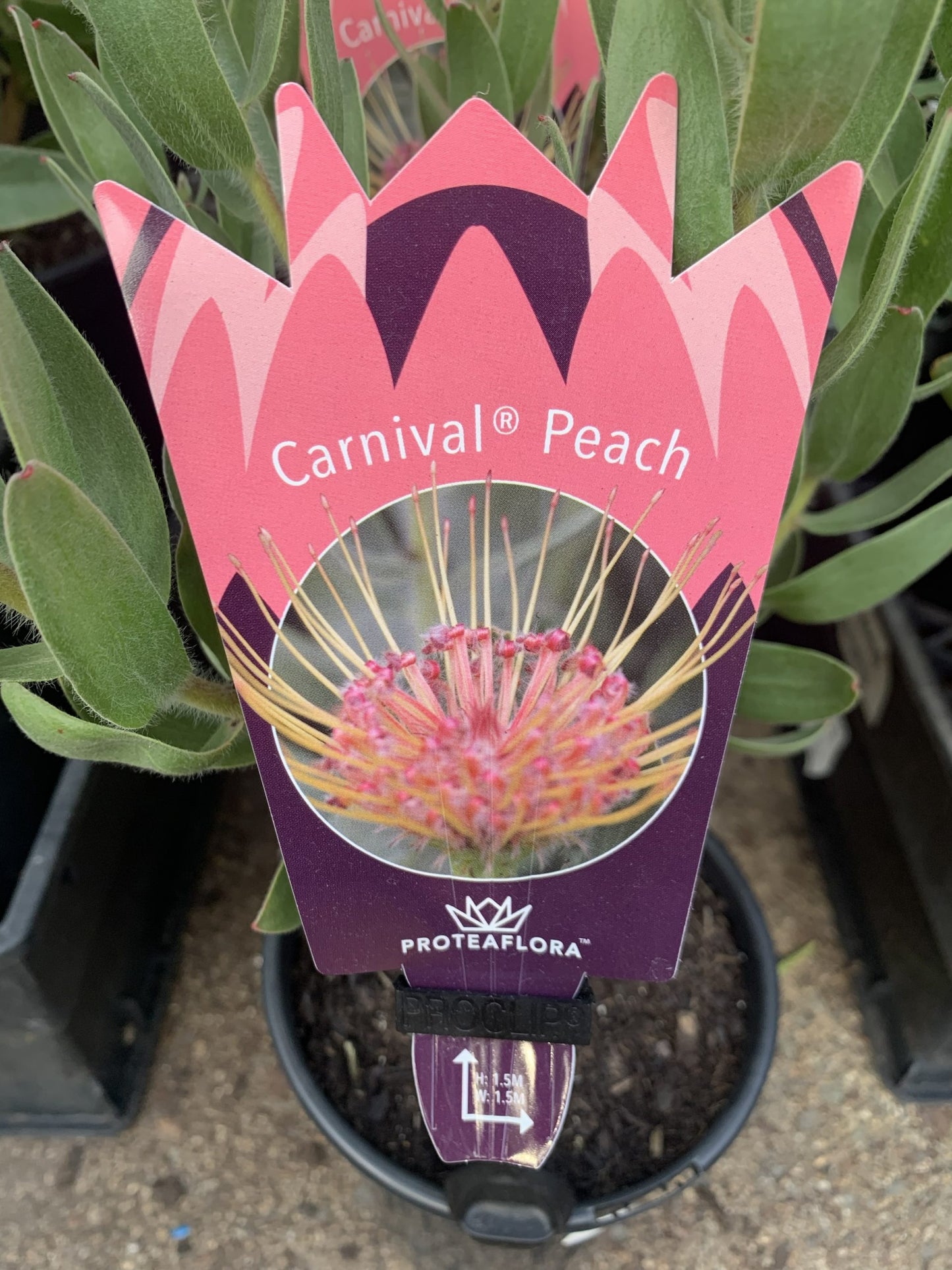 Leucospermum Carnival Peach