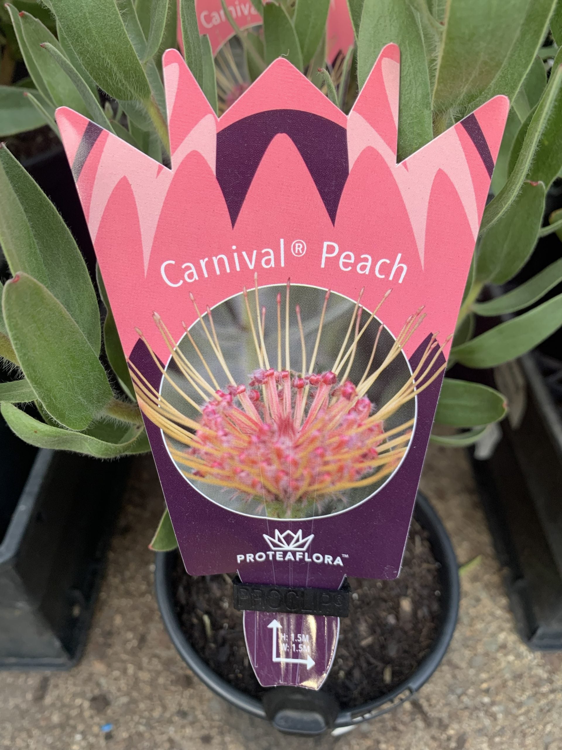 Leucospermum Carnival Peach