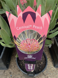 Leucospermum Carnival Peach