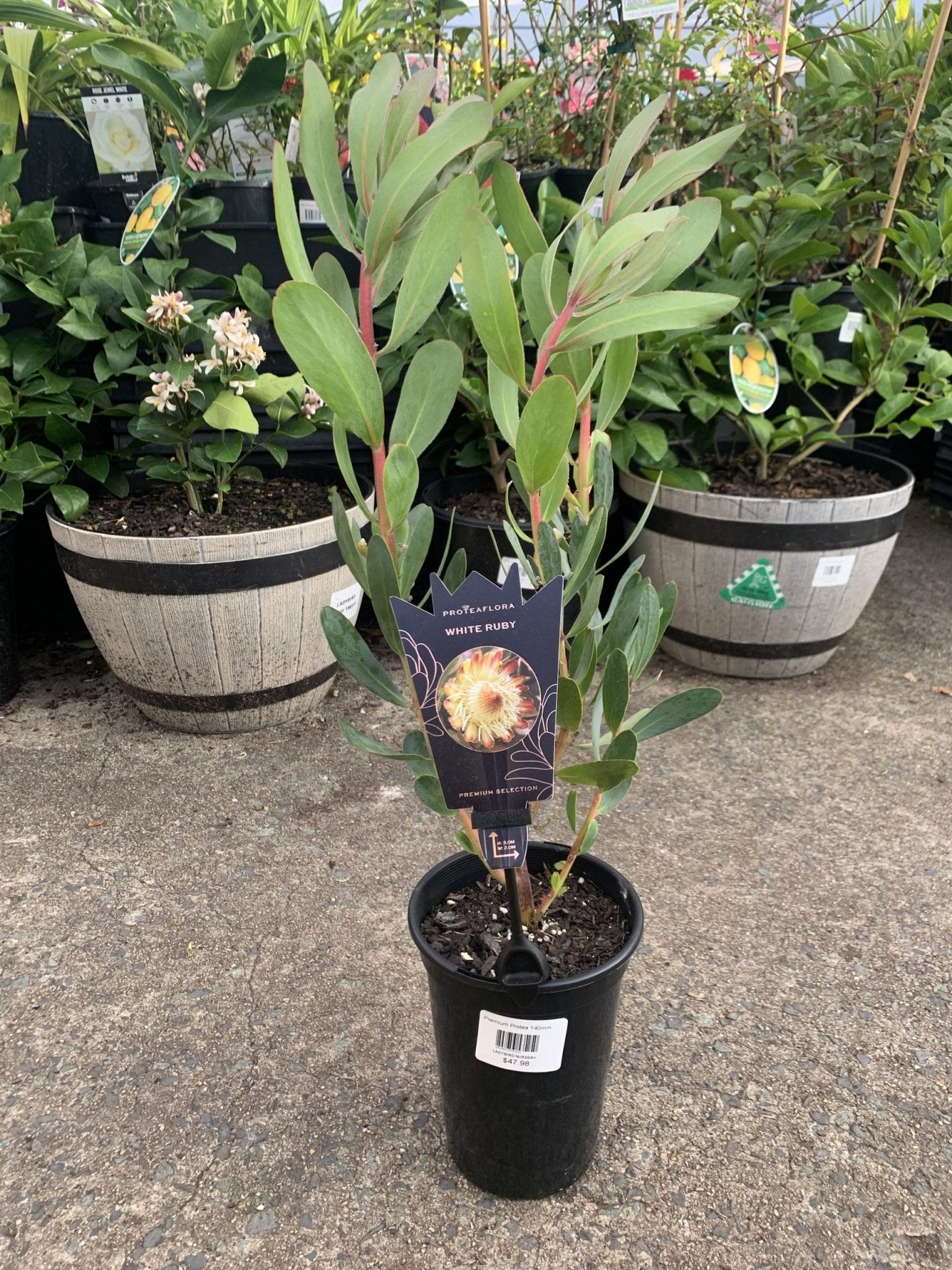 Protea 'White Ruby' - Ladybird Nursery