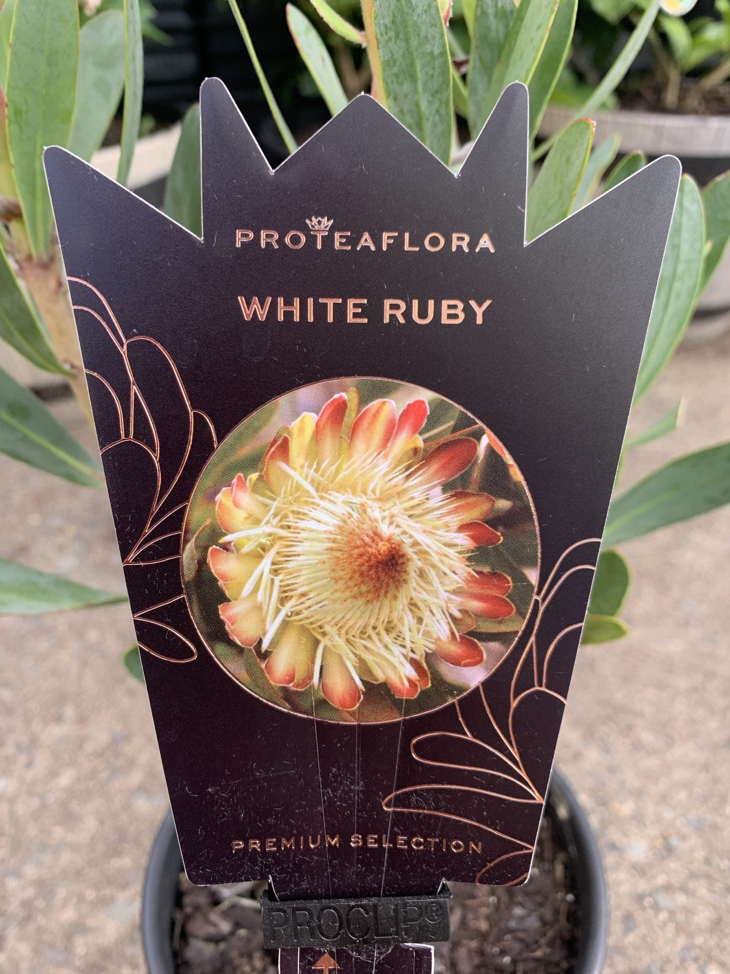 Protea 'White Ruby'