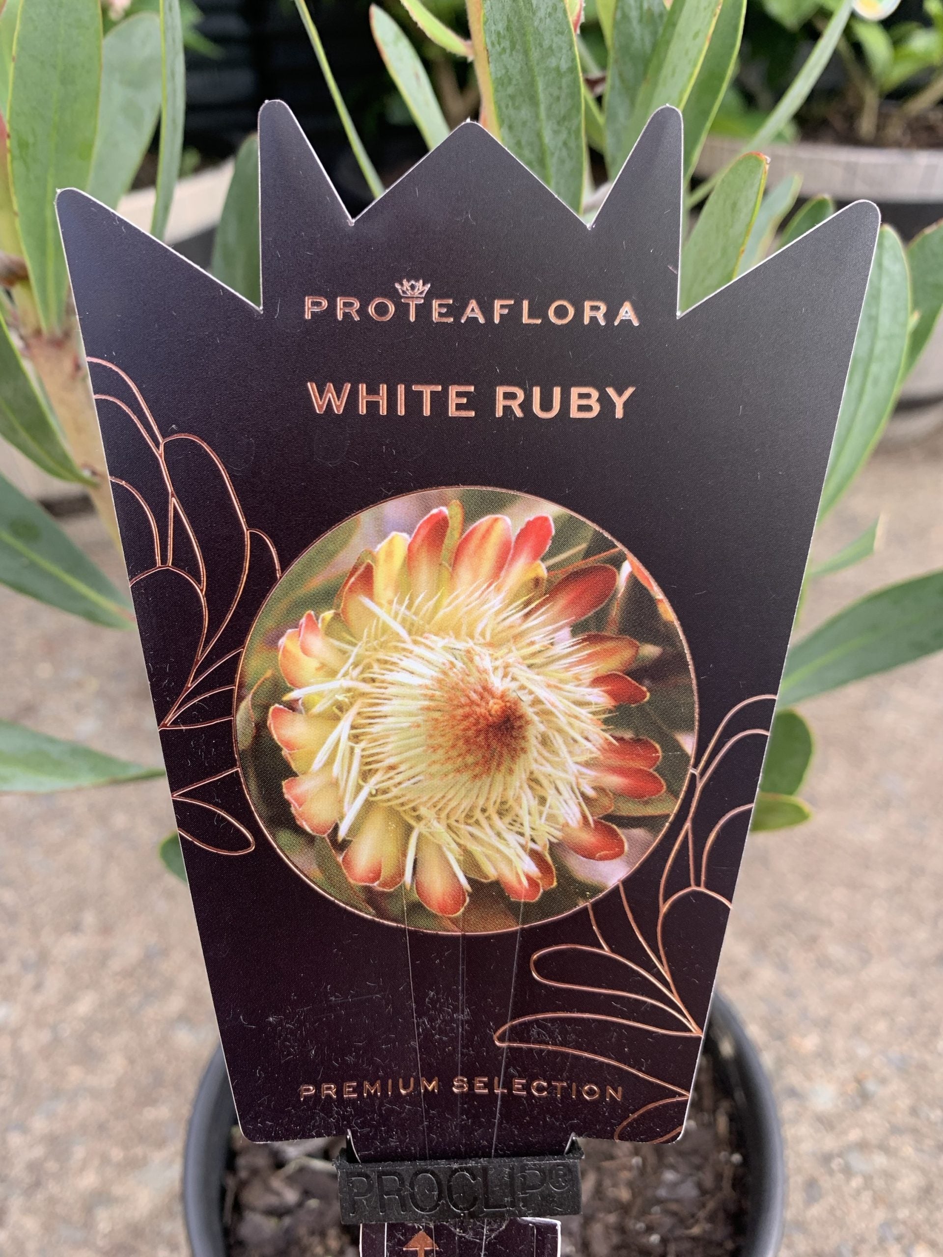 Protea 'White Ruby'