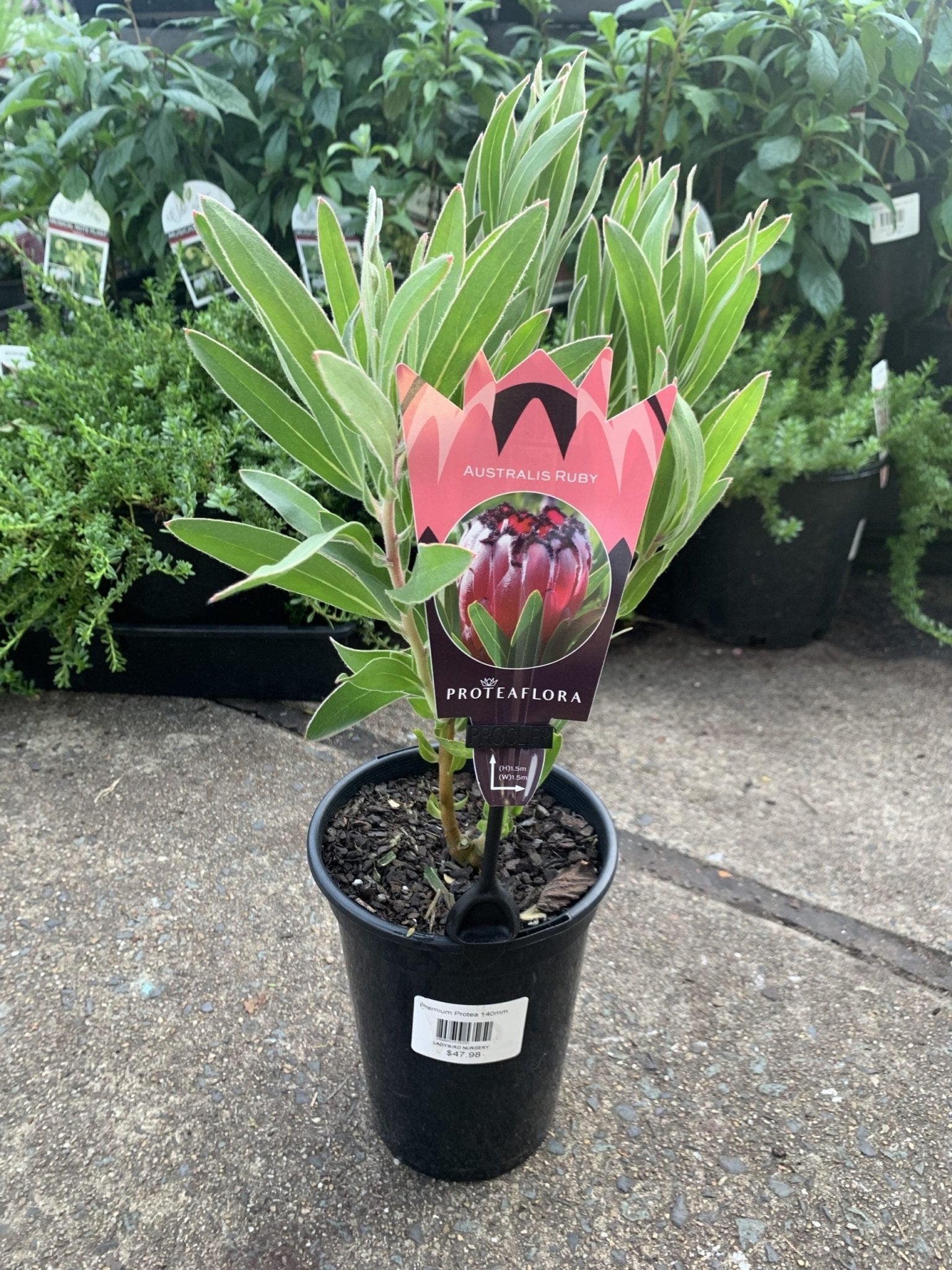Protea 'Australis Ruby' - Ladybird Nursery