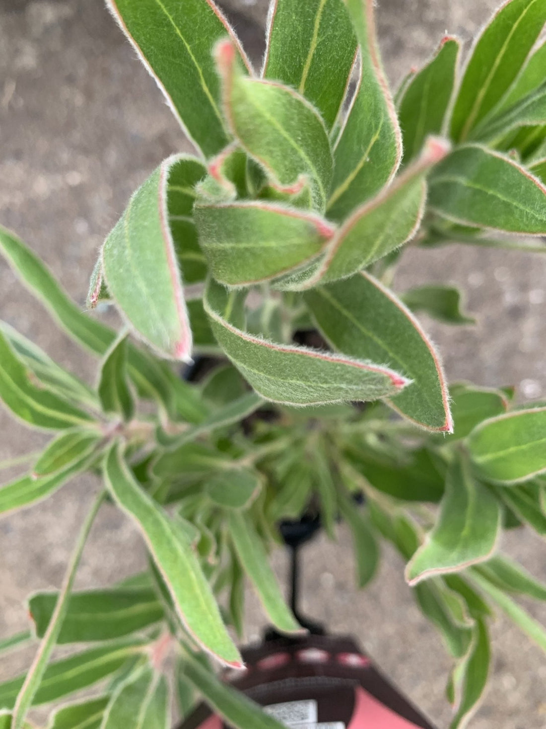 Protea 'Australis Ruby' - Ladybird Nursery