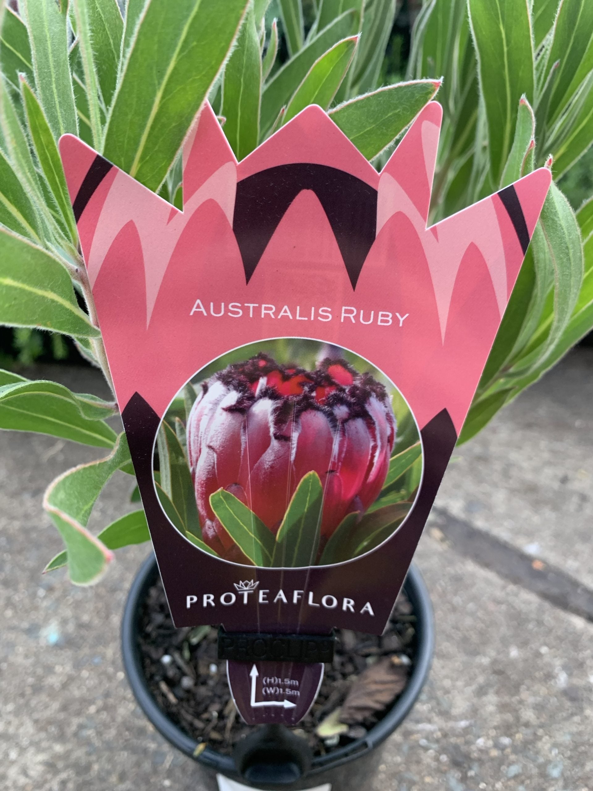 Protea 'Australis Ruby'