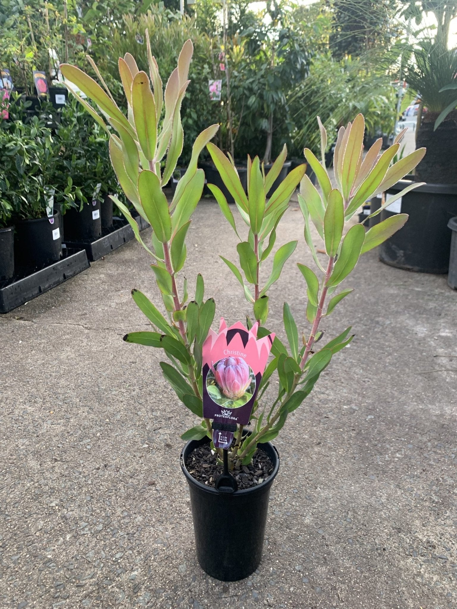 Protea 'Christine' - Ladybird Nursery