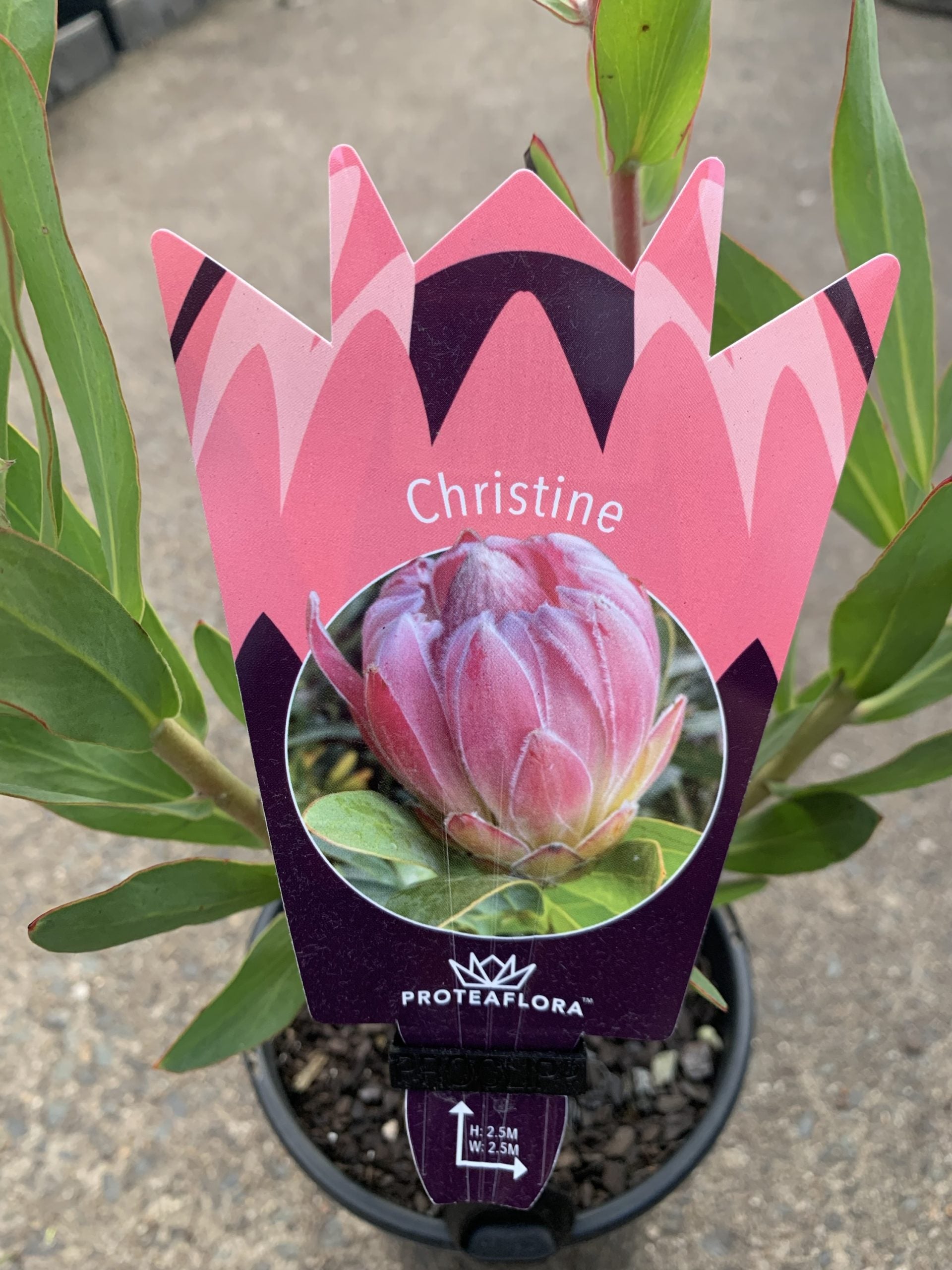 Protea 'Christine'