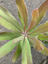 Protea 'Christine' - Ladybird Nursery