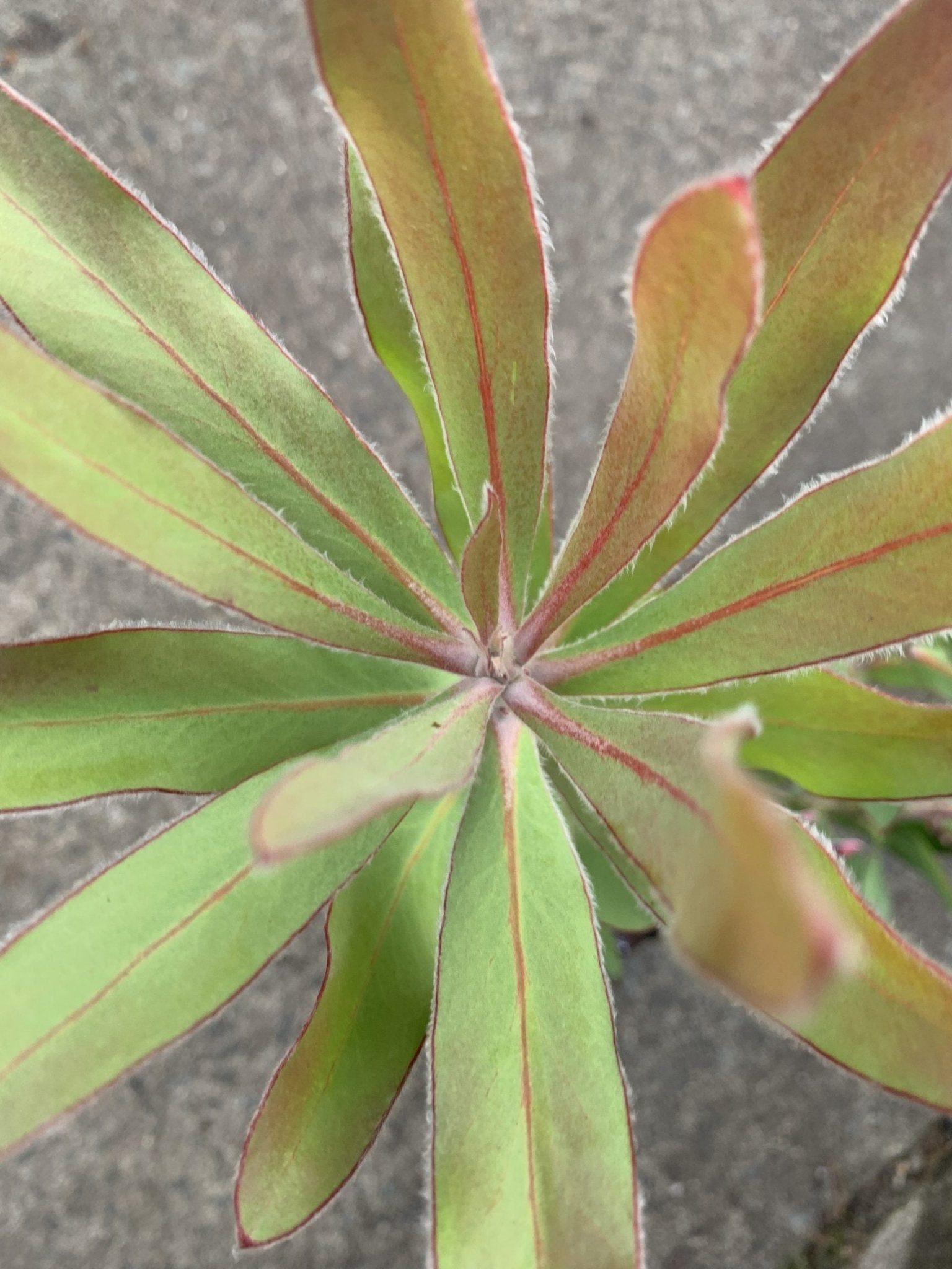 Protea 'Christine' - Ladybird Nursery