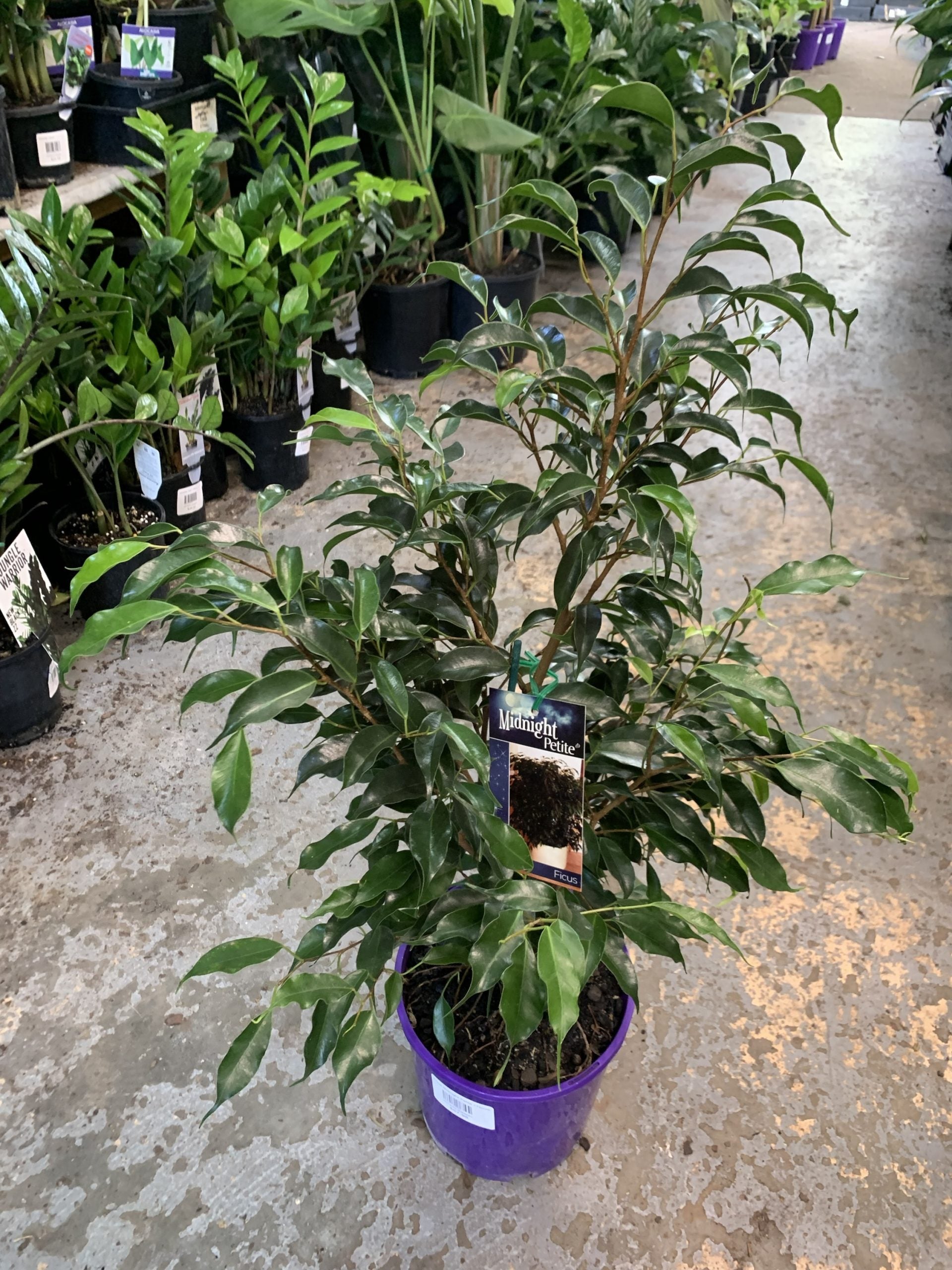 Midnight Petite Weeping Fig (Ficus benjamina)