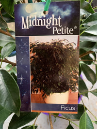 Midnight Petite Weeping Fig (Ficus benjamina) - Ladybird Nursery