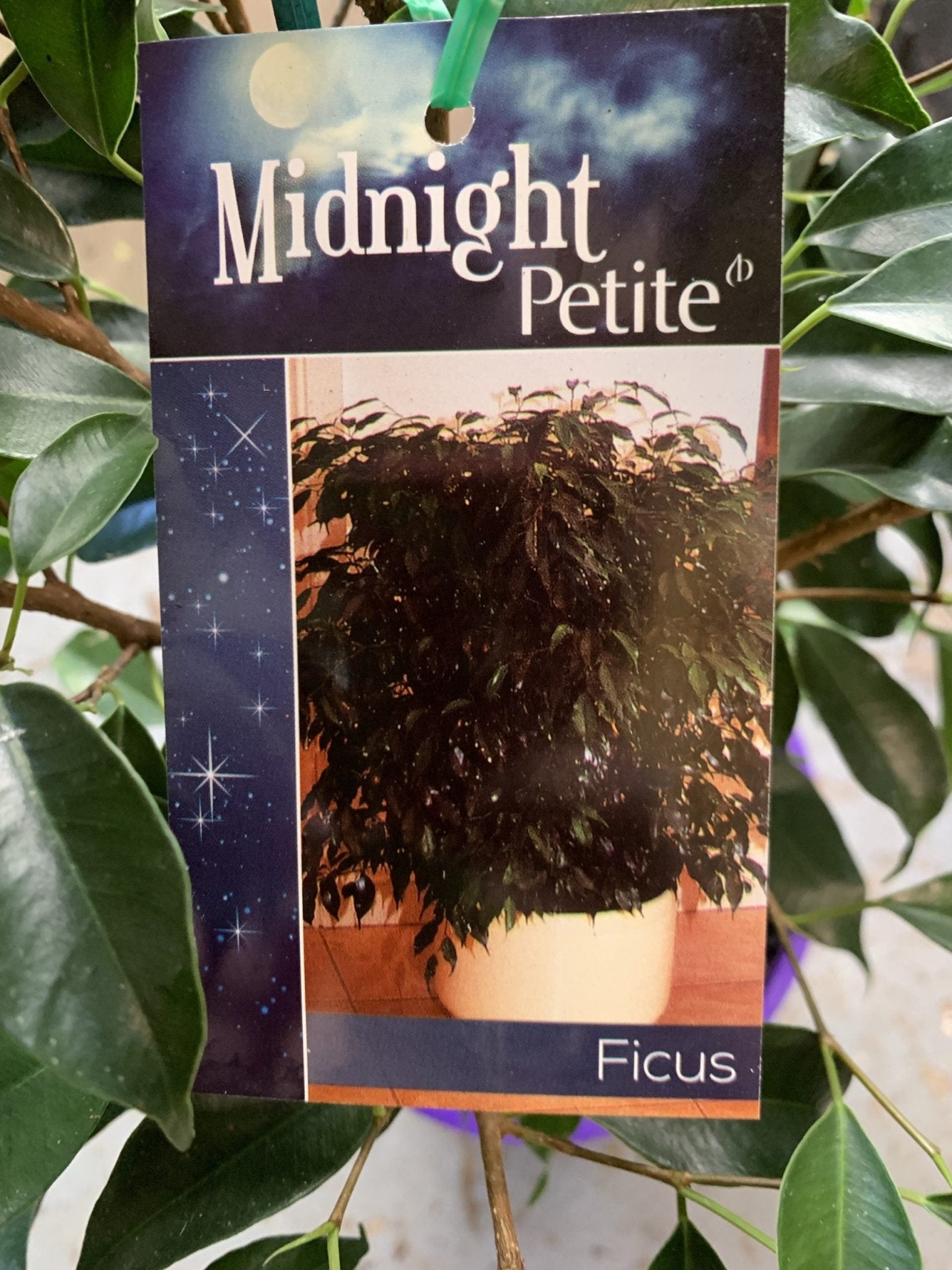 Midnight Petite Weeping Fig (Ficus benjamina) - Ladybird Nursery