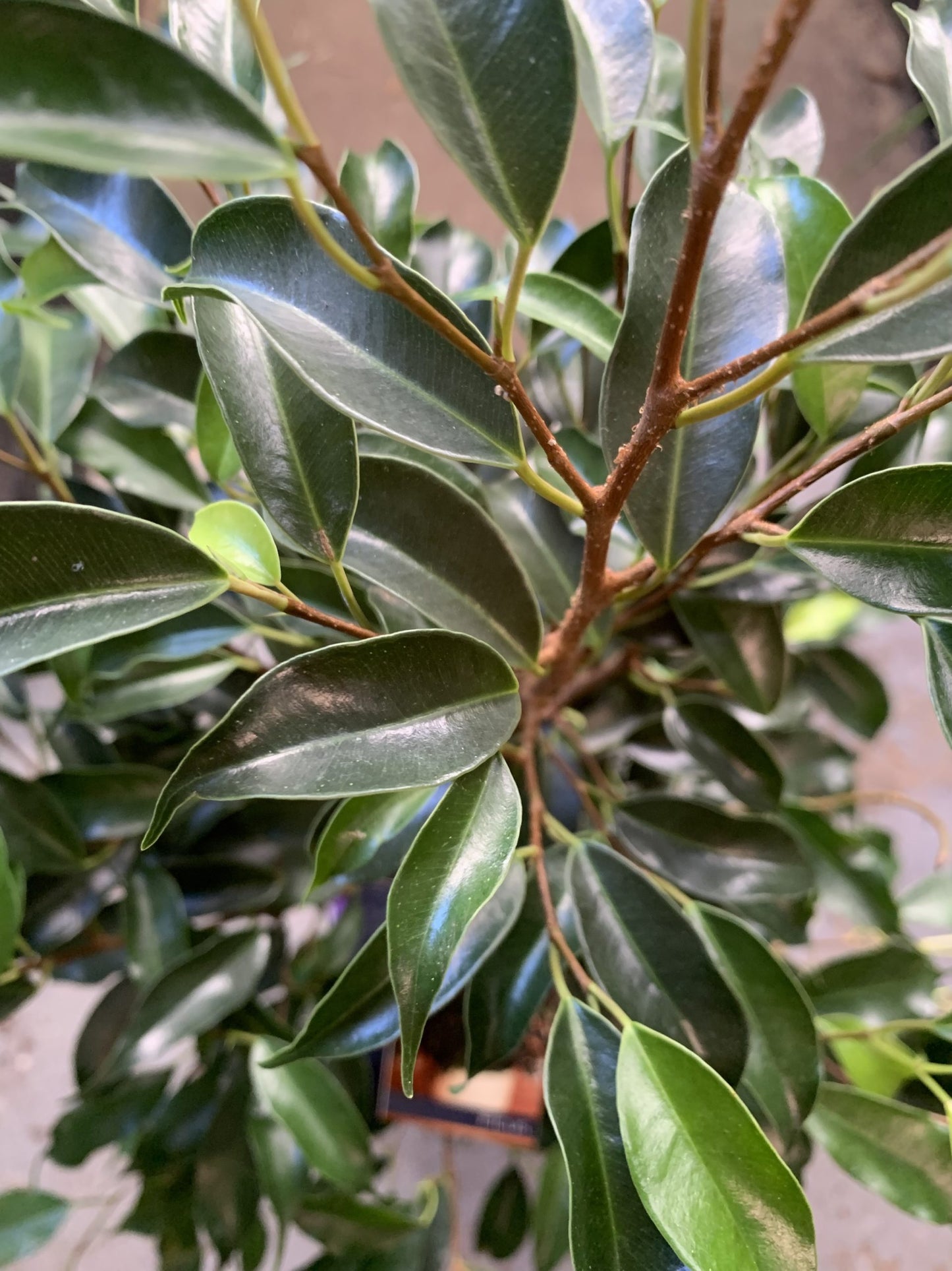 Midnight Petite Weeping Fig (Ficus benjamina)
