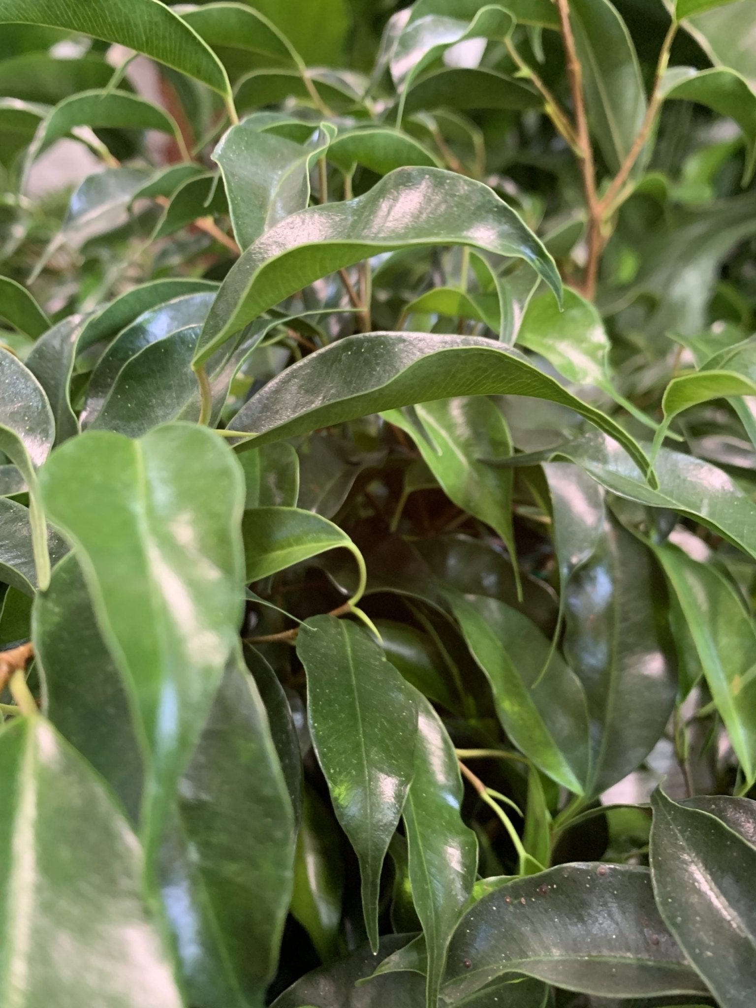 Midnight Petite Weeping Fig (Ficus benjamina) - Ladybird Nursery
