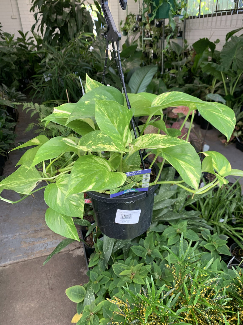 Devils Ivy (Epipremnum aureum)