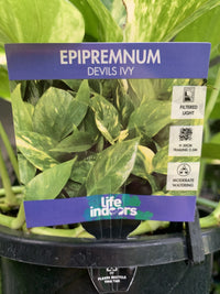Devils Ivy (Epipremnum aureum)
