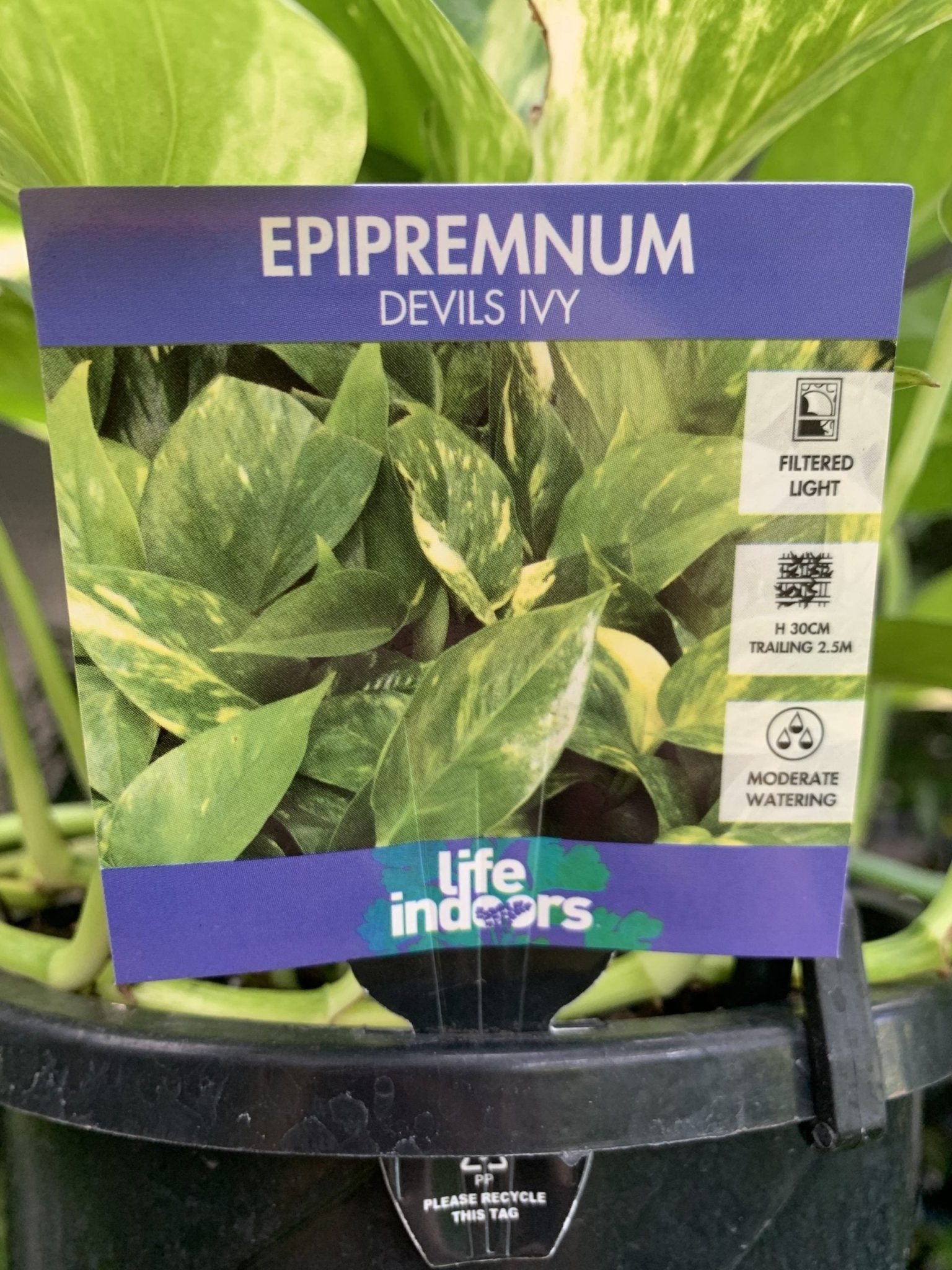 Devils Ivy (Epipremnum aureum) - Ladybird Nursery