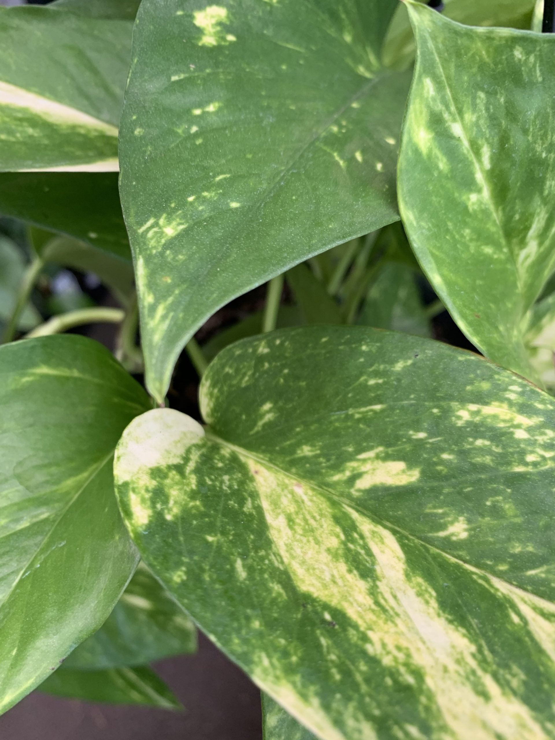 Devils Ivy (Epipremnum aureum)