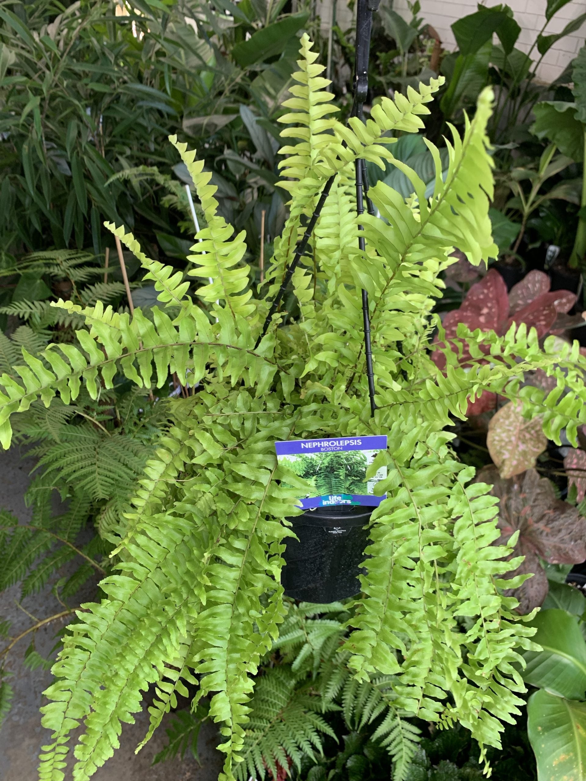 Boston Fern (Nephrolepis exaltata)