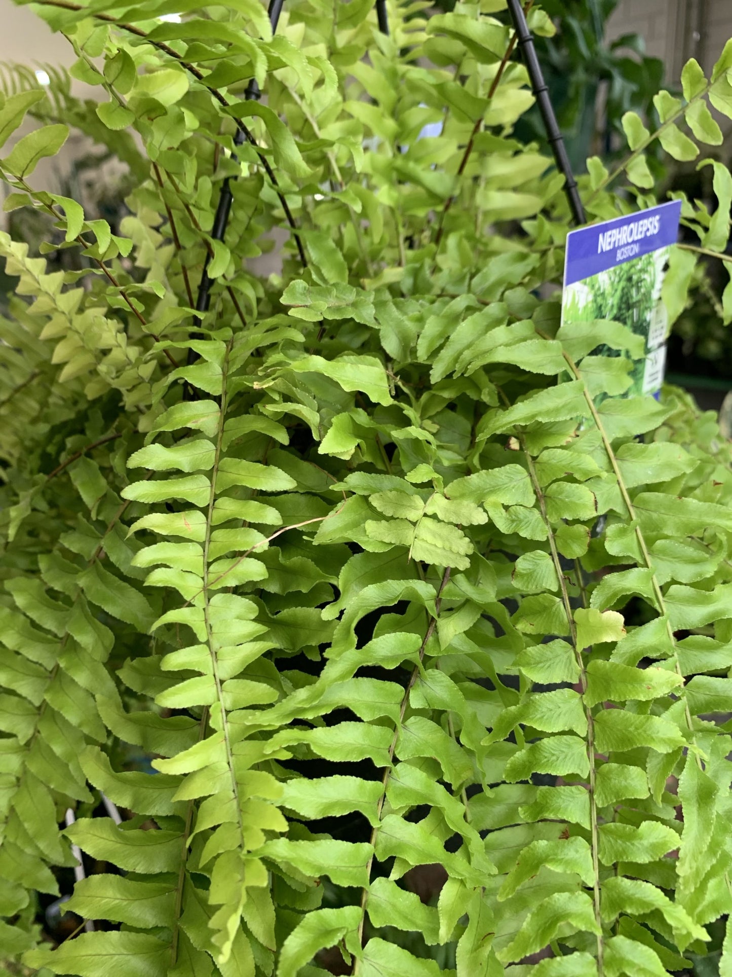 Boston Fern (Nephrolepis exaltata)