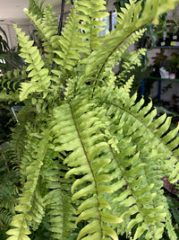 Boston Fern (Nephrolepis exaltata)