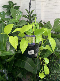Pothos 'Goldilocks' Hanger (Epipremnum aureum)