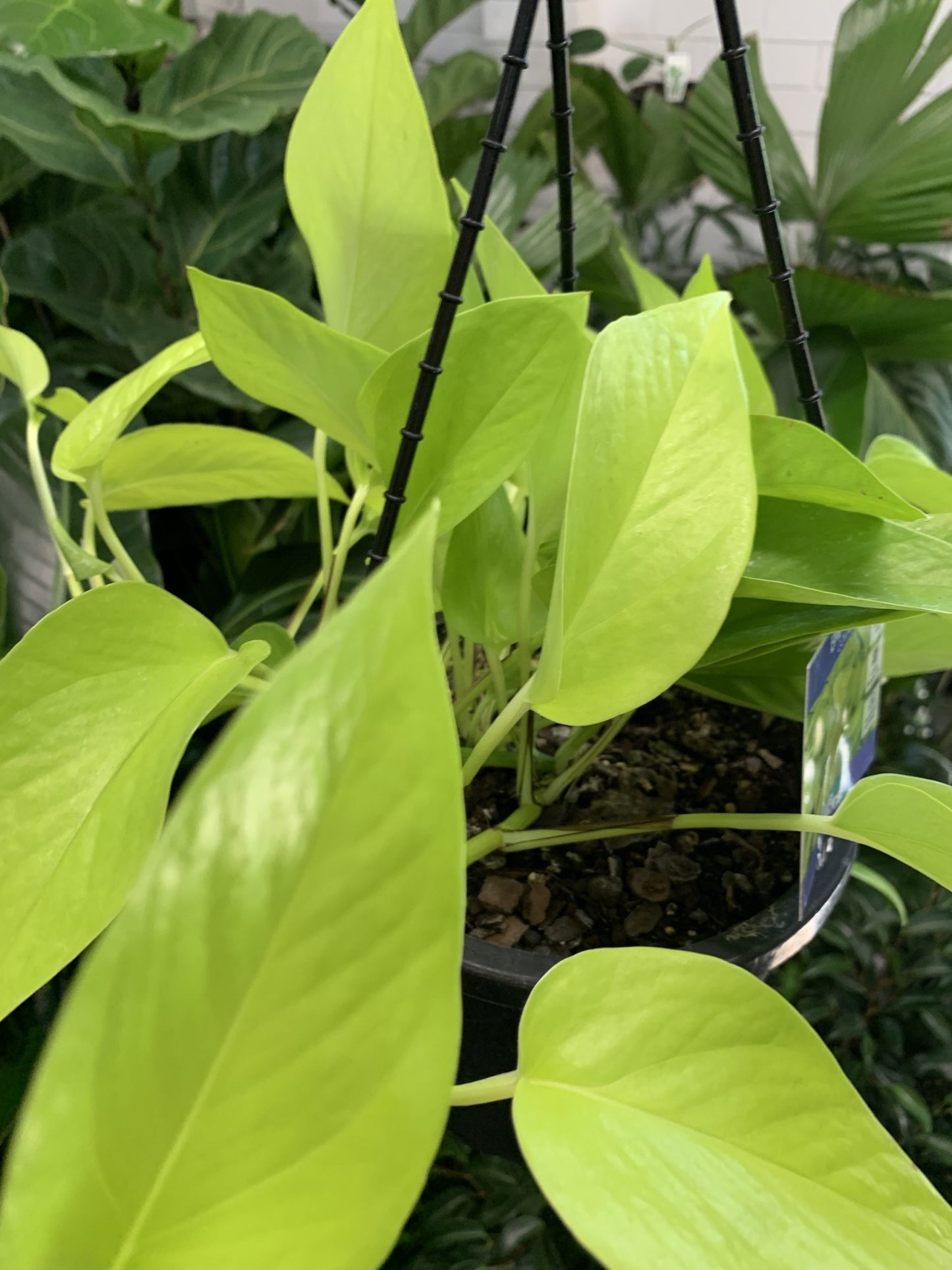 Pothos 'Goldilocks' Hanger (Epipremnum aureum)