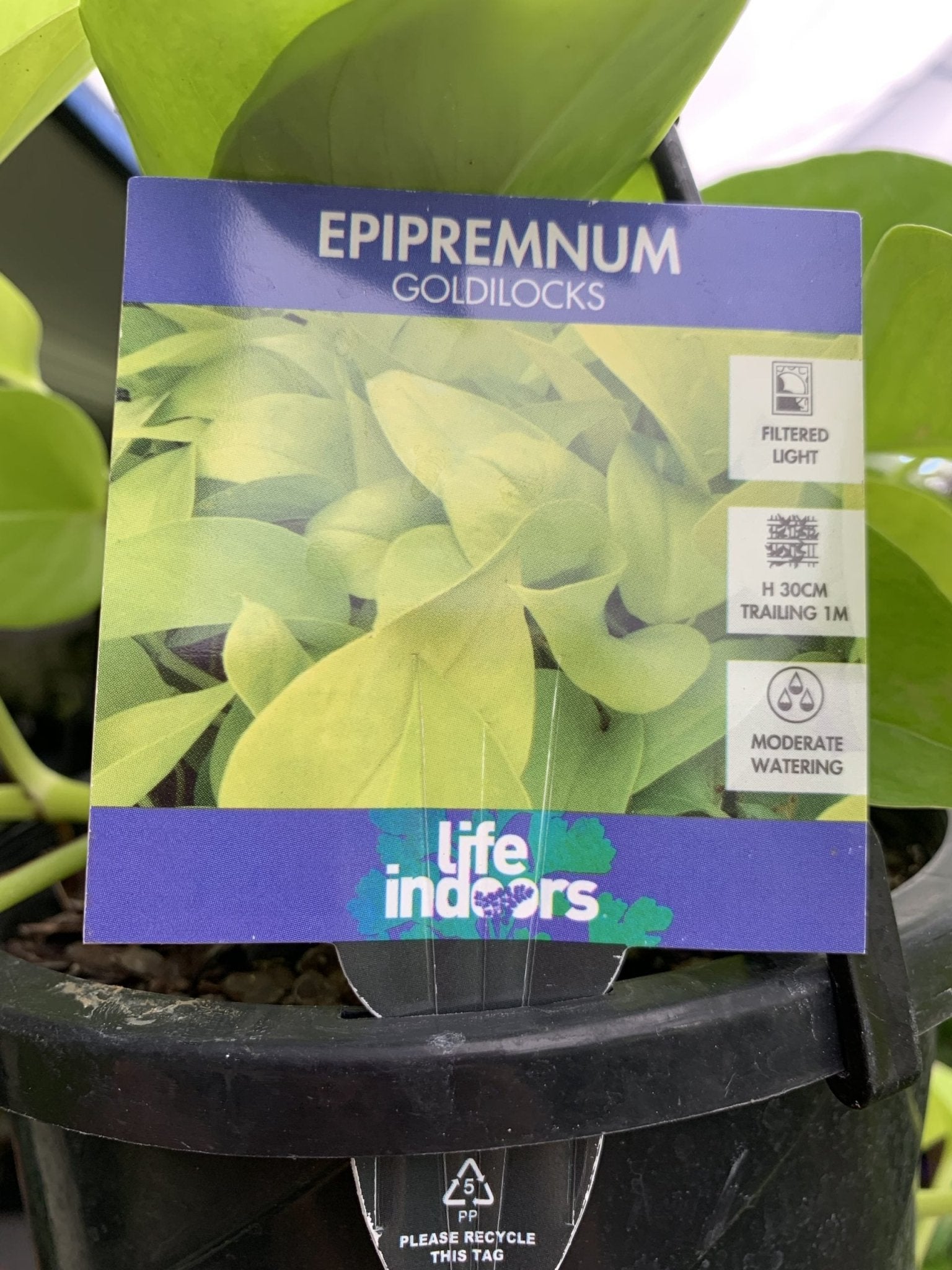 Pothos 'Goldilocks' Hanger (Epipremnum aureum) - Ladybird Nursery