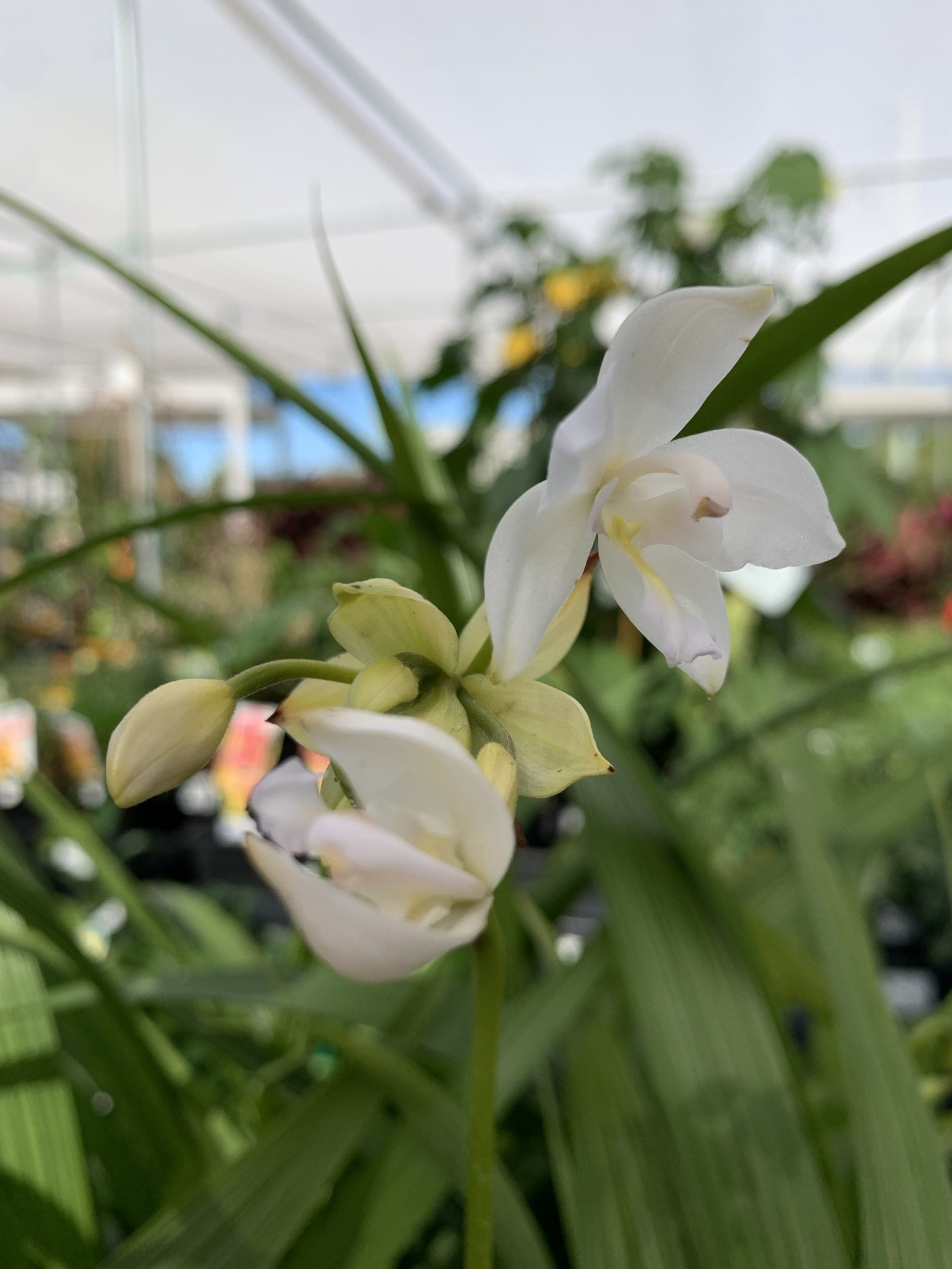 Ground Orchid Snow Angel (Spathoglottis plicata)