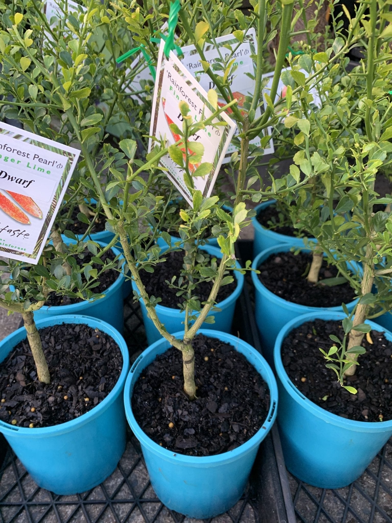 Dwarf Finger Lime Rainforest Pearl (QLD Only) - Ladybird Nursery