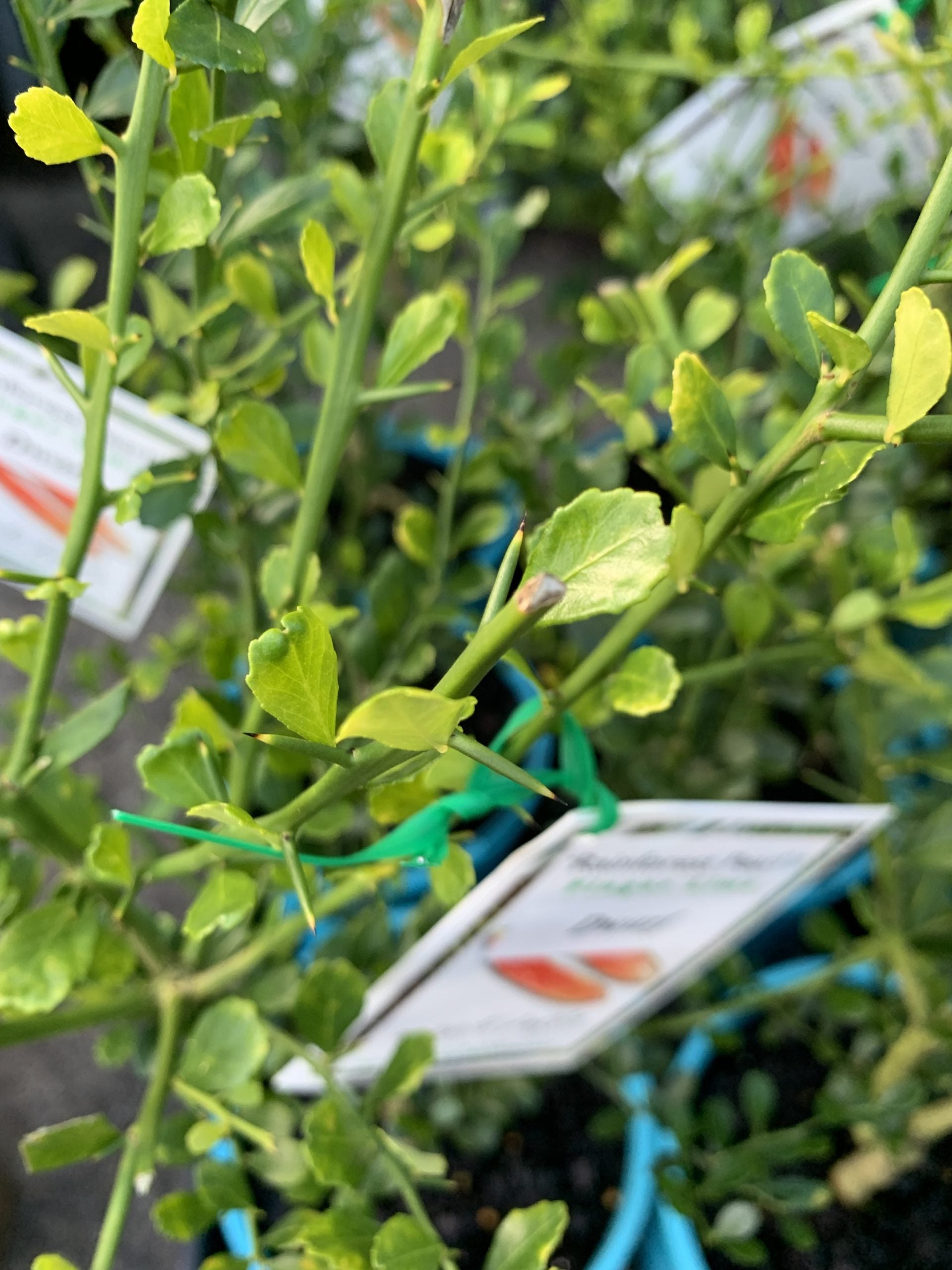 Dwarf Finger Lime Rainforest Pearl (QLD Only)