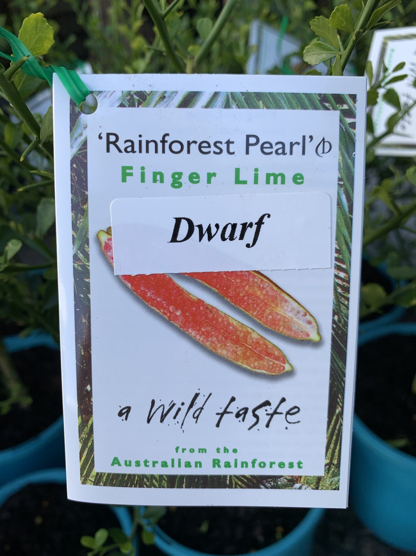 Dwarf Finger Lime Rainforest Pearl (QLD Only)